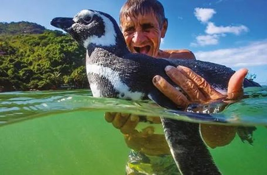 Filme da semana: Meu Amigo Pinguim emociona com história real que aconteceu no Brasil
