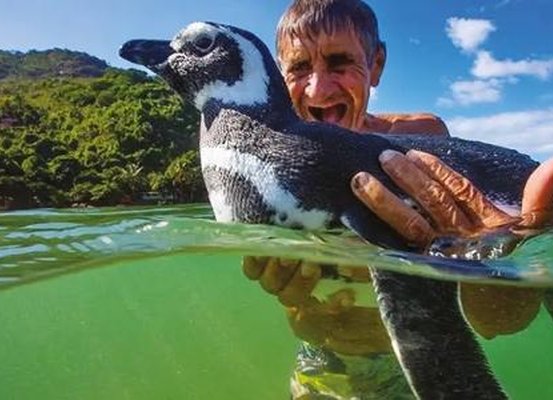 Filme da semana: Meu Amigo Pinguim emociona com história real que aconteceu no Brasil